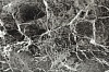 Виниловый ламинат Wonderful Stonecarp SN17-07-19 Бельведер Dark